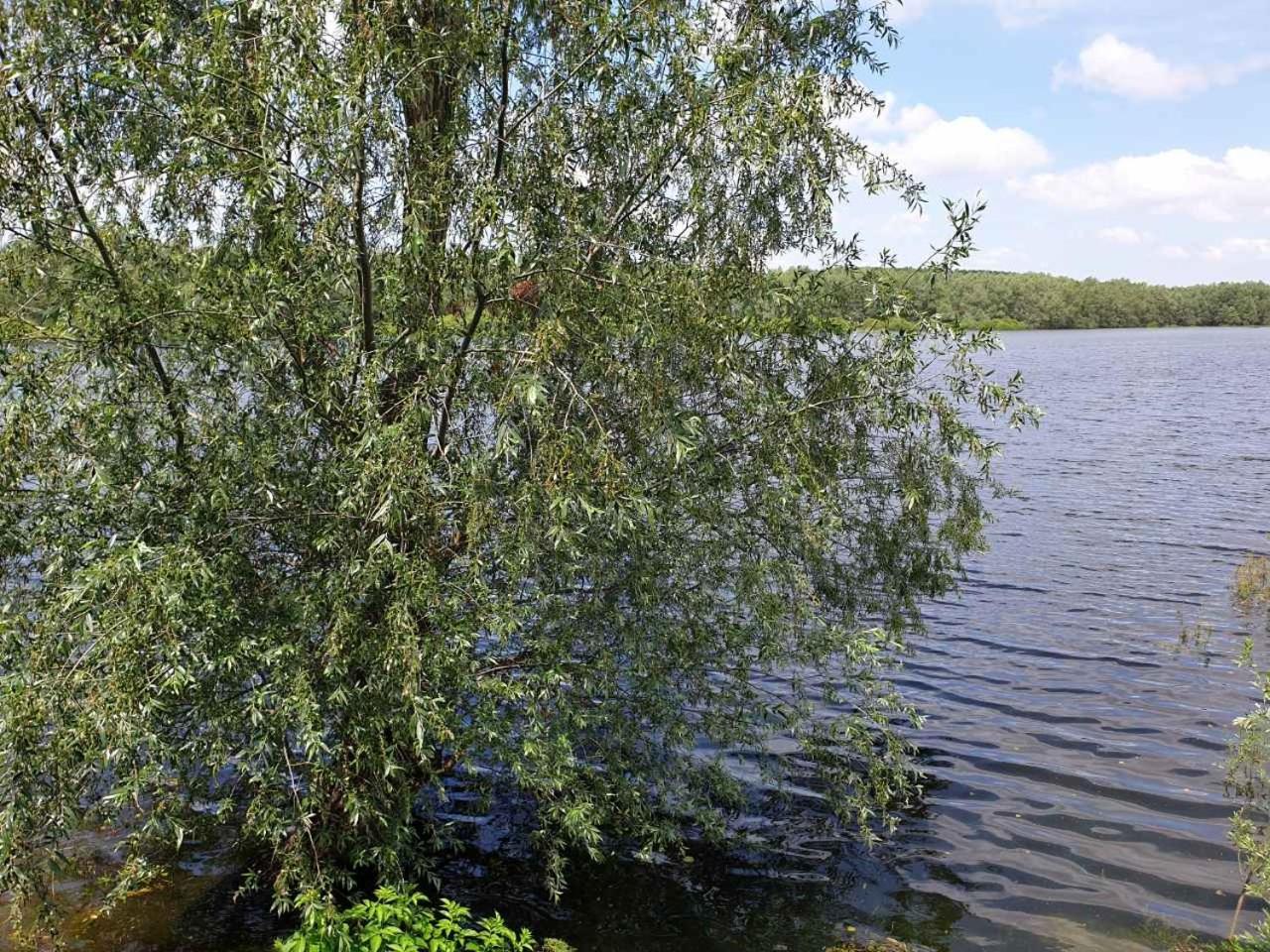 B&B Bela Vrba Backo Novo Selo Exteriör bild